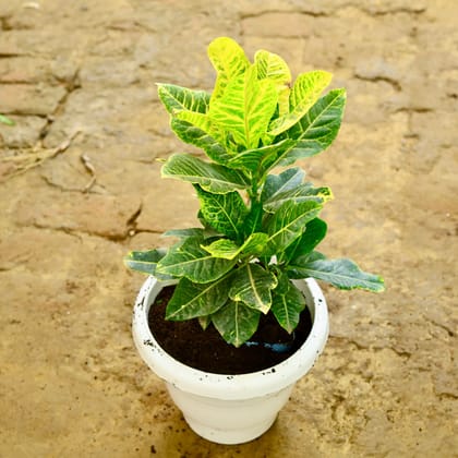 Buy Croton Petra in 8 Inch White Classy Plastic Pot Online | Urvann.com