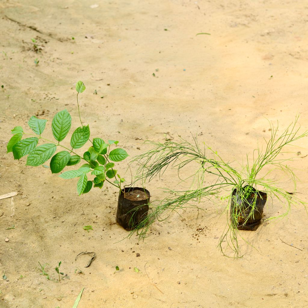 Set of 2 - Madhu Malti / Rangoon Creeper & Russelia / Red Fire Cracker in 4 Inch Nursery Bag