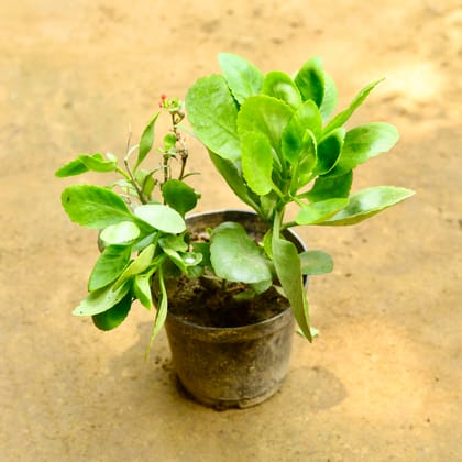 Buy Kalanchoe Desi Succulent in 6 Inch Nursery Pot Online | Urvann.com