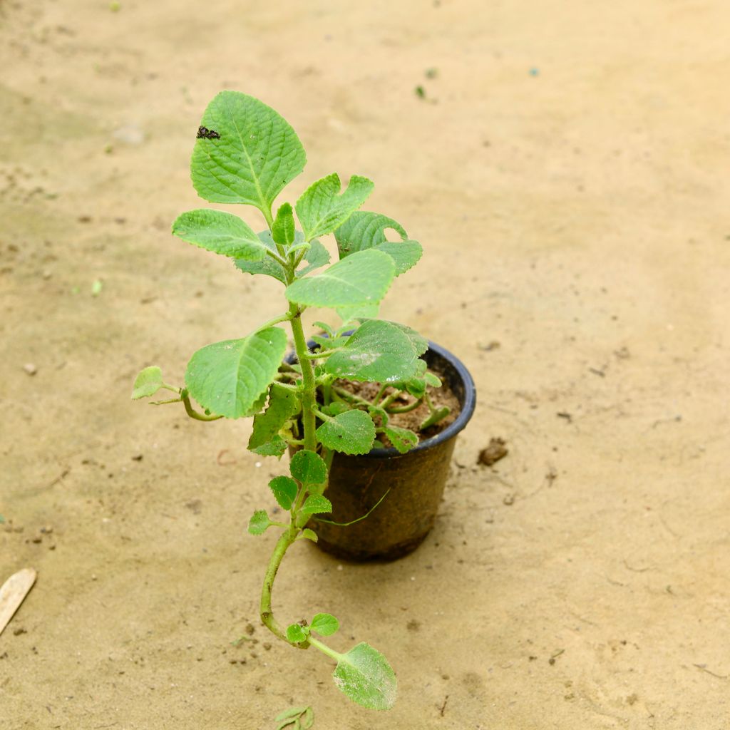 Ajwain in 6 Inch Nursery Pot