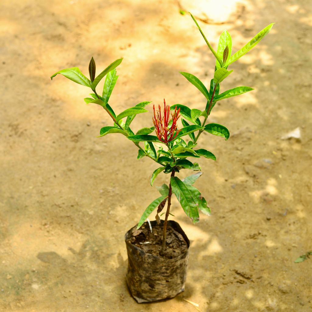 Ixora Red (~ 1 Ft) in 6 Inch Nursery Bag