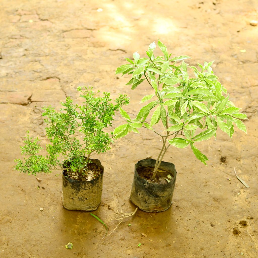 Set of 2 - Madhu Kamini & Chandni Variegated in 9 Inch Nursery Bag