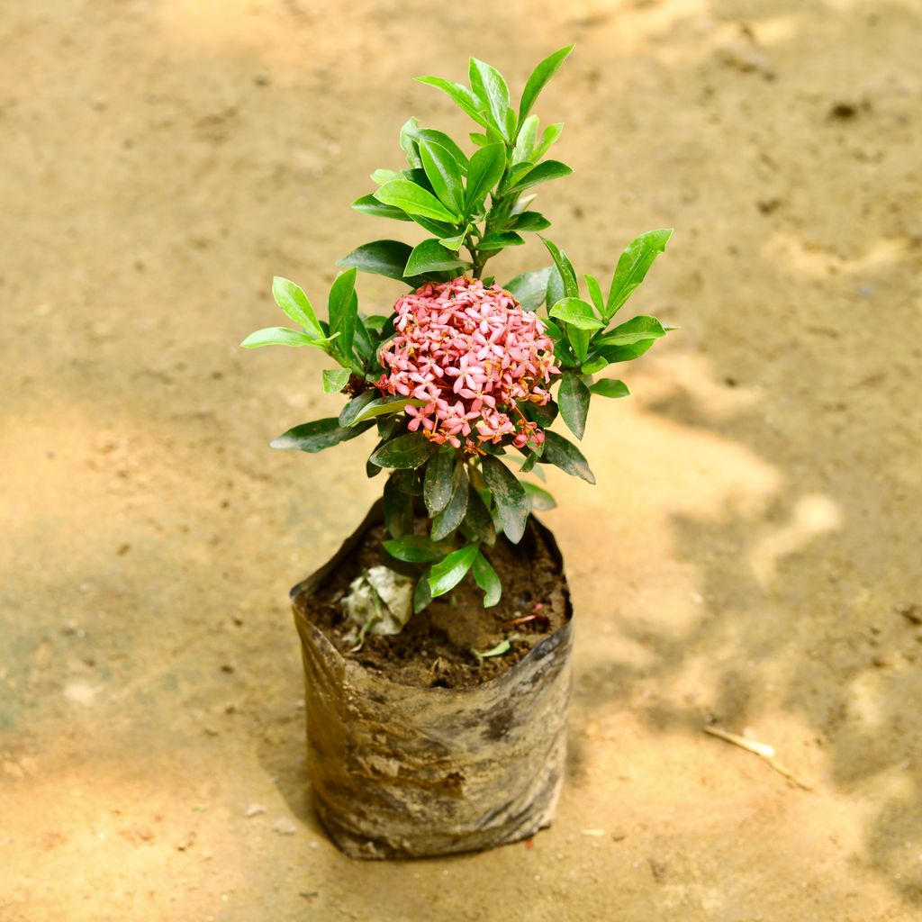 Ixora Dwarf Pink (~ 1 Ft) in 6 Inch Nursery Bag