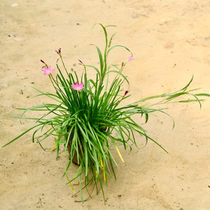Buy Pink Rain Lily in 6 Inch Nursery Pot Online | Urvann.com