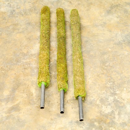 Buy Set of 3 - Moss Stick (~ 3 Ft) Online | Urvann.com