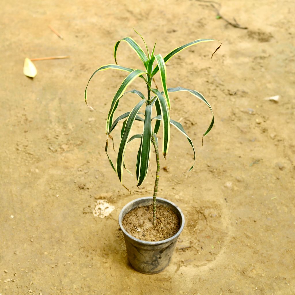 Dracaena Jamaica (~ 1.5 Ft) in 6 Inch Nursery Pot