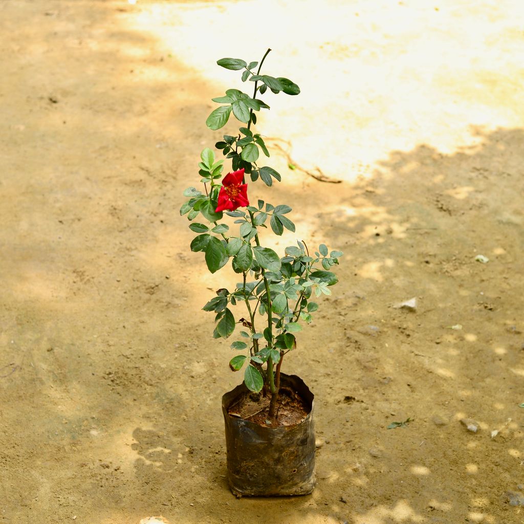 English Red Rose (~ 2 Ft) in 8 Inch Nursery Bag