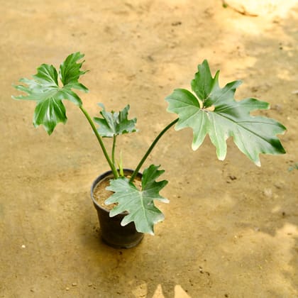 Buy Philodendron Selloum (~ 1.5 Ft) in 6 Inch Nursery Pot Online | Urvann.com