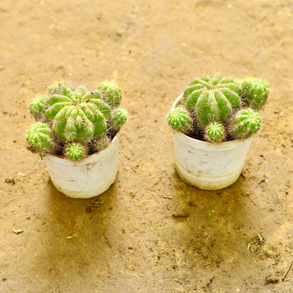 Set of 2 - Echinopsis Oxygona Cactus in 3 Inch nursery pot