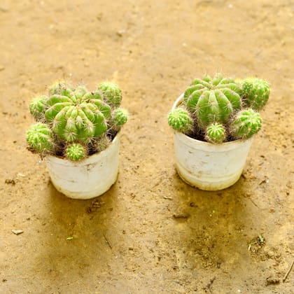 Buy Set of 2 - Echinopsis Oxygona Cactus in 3 Inch nursery pot Online | Urvann.com