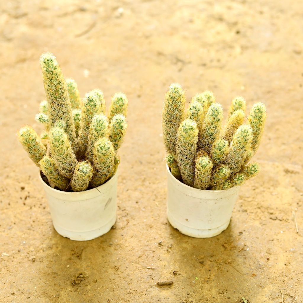 Set of 2 - Mammillaria Elongata Cactus in 3 Inch nursery pot