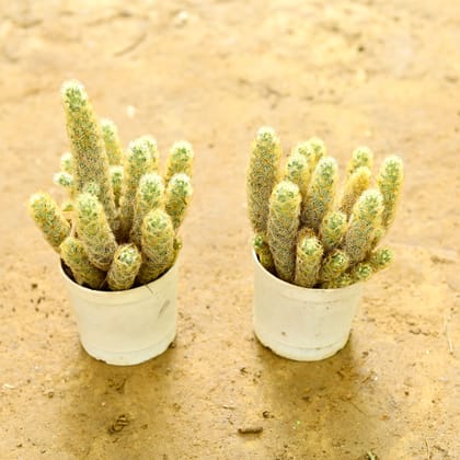 Buy Set of 2 - Mammillaria Elongata Cactus in 3 Inch nursery pot Online | Urvann.com