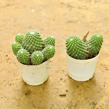 Buy Set of 2 - mammillaria polythele Cactus in 3 Inch nursery pot Online | Urvann.com