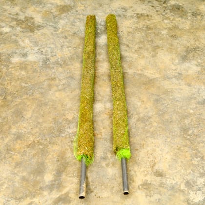 Buy Set of 2 - Moss Stick (~ 4 Ft) Online | Urvann.com