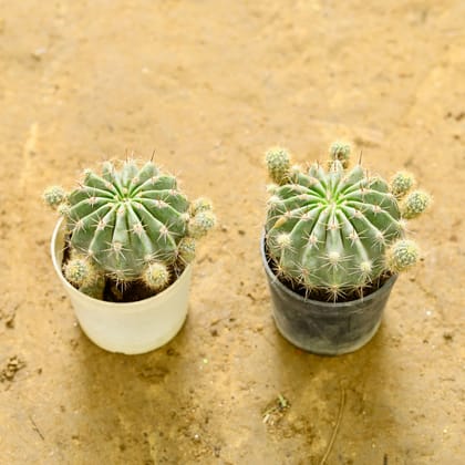 Buy Set of 2 - Round Cactus Green in 3 Inch nursery pot Online | Urvann.com