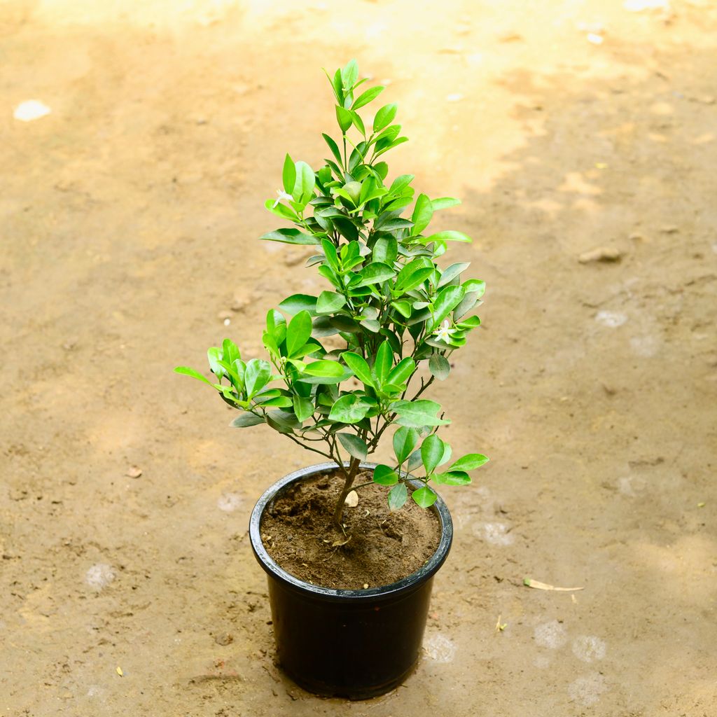 China Orange (~ 1.5 Ft) in 8 Inch Nursery Pot