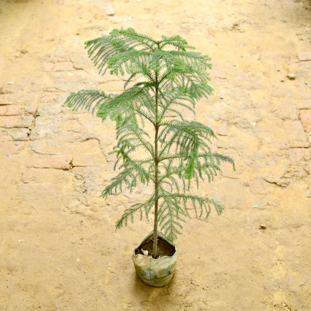 Araucaria / Christmas Tree in 7 Inch Nursery Bag