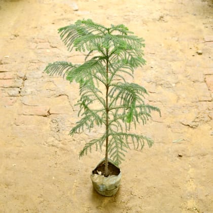 Buy Araucaria / Christmas Tree in 7 Inch Nursery Bag Online | Urvann.com