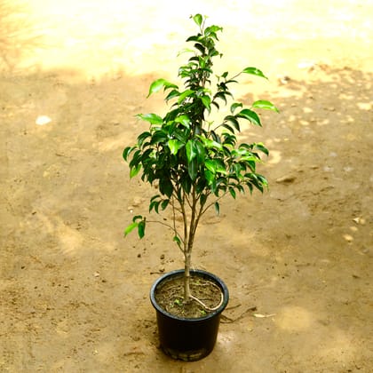 Buy Ficus Black (~ 2.5 Ft) in 8 Inch Nursery Pot Online | Urvann.com