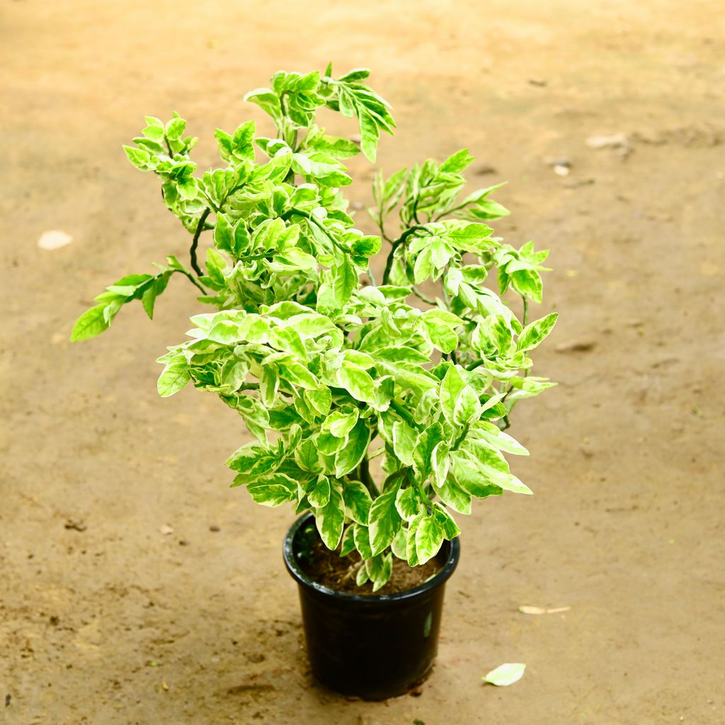 Pedilanthus / Devil's Backbone (~ 2.5 Ft) in 8 Inch Nursery Pot