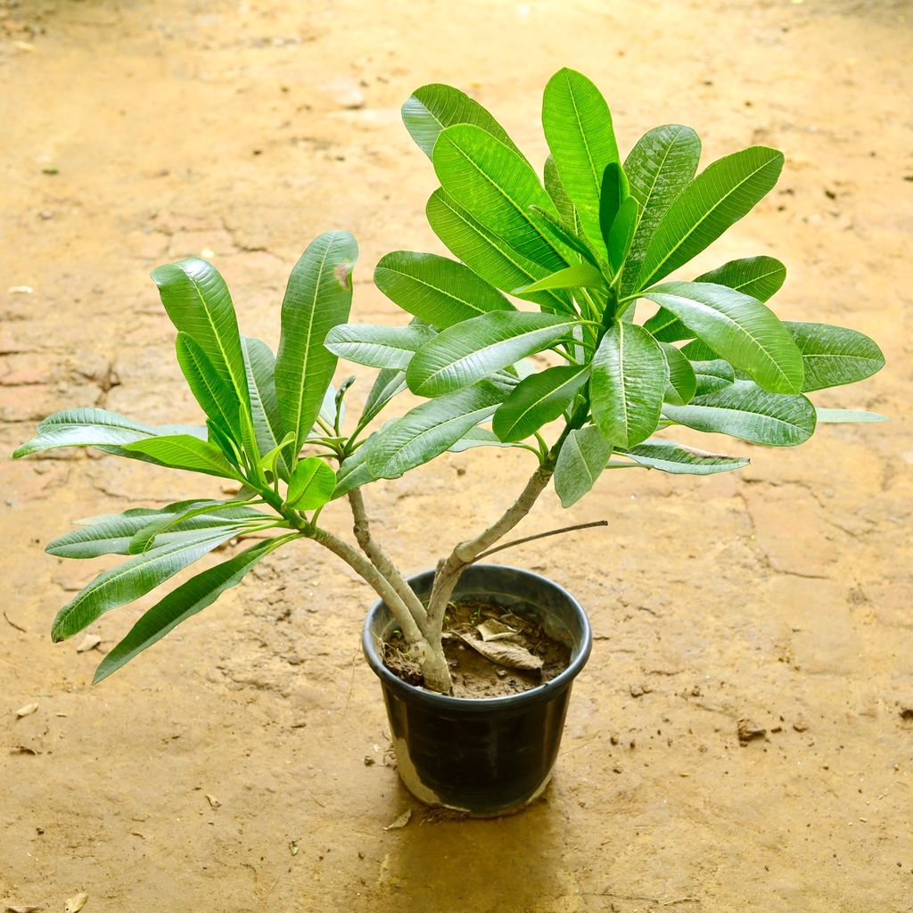 champa white in 10 Inch nursery pot