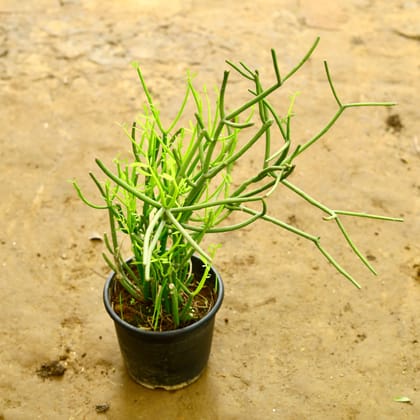 Buy Pencil Cactus  in 6 Inch Nursery Pot Online | Urvann.com