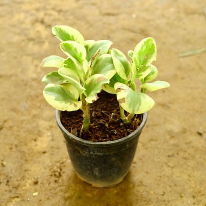 Buy Peperomia / Radiator Plant Green in 6 Inch Nursery Pot Online | Urvann.com