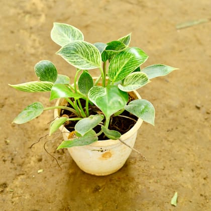 Buy Philodendron Birkin in 6 Inch Nursery Pot Online | Urvann.com