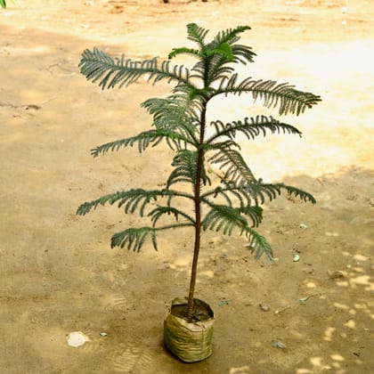 Buy Araucaria / Christmas Tree (~ 3 Ft)  in 8 Inch Nursery Bag Online | Urvann.com