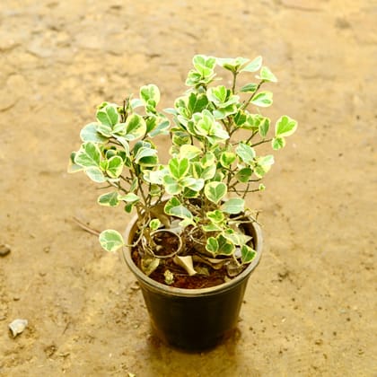 Buy Triangular Ficus in 6 Inch Nursery Pot Online | Urvann.com