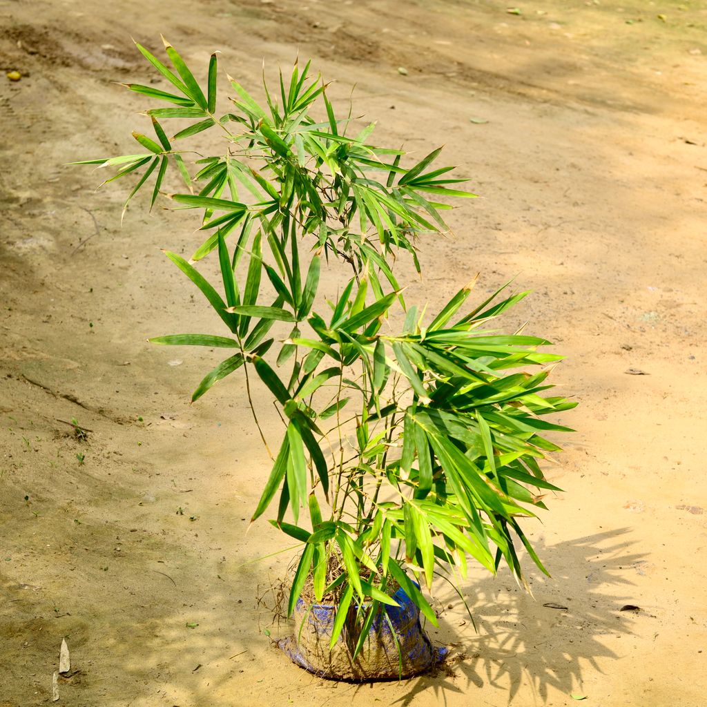 Bamboo Palm (~ 3 Ft) in 12 Inch Nursery Bag