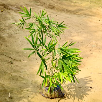 Buy Bamboo Palm (~ 3 Ft) in 12 Inch Nursery Bag Online | Urvann.com