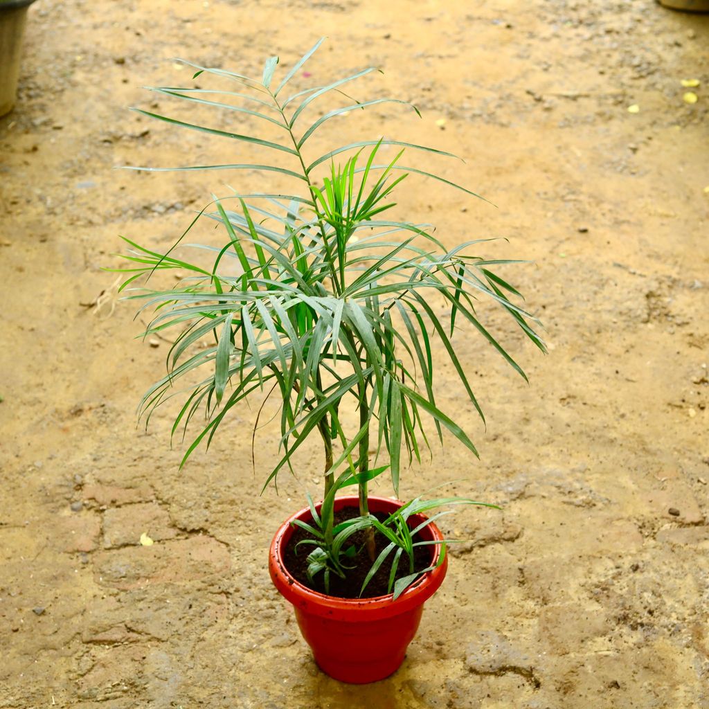 Cane Palm in 10 Inch Terracotta Red Classy Plastic Pot