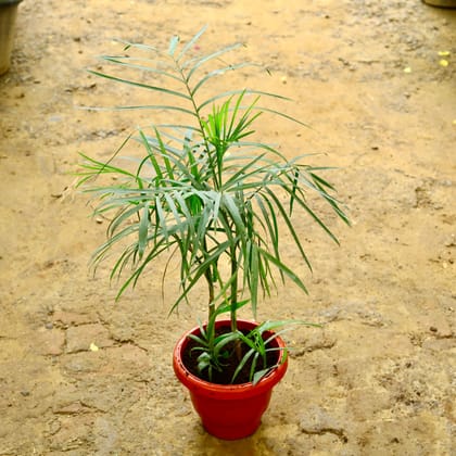 Buy Cane Palm in 10 Inch Terracotta Red Classy Plastic Pot Online | Urvann.com