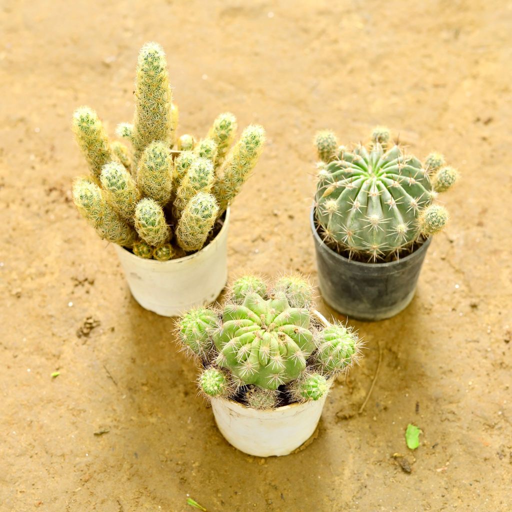 Set of 3 - Echinopsis Oxygona Cactus, Mammillaria Elongata Cactus & Round Cactus Green in 3 Inch nursery pot