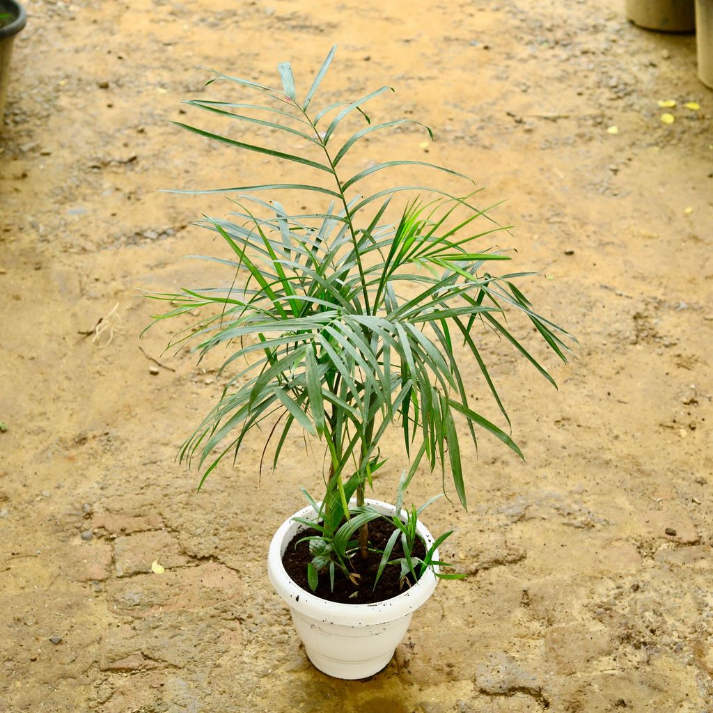 Cane Palm in 10 Inch White Classy Plastic Pot