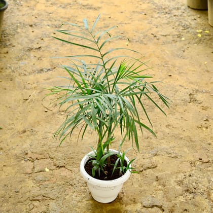 Buy Cane Palm in 10 Inch White Classy Plastic Pot Online | Urvann.com