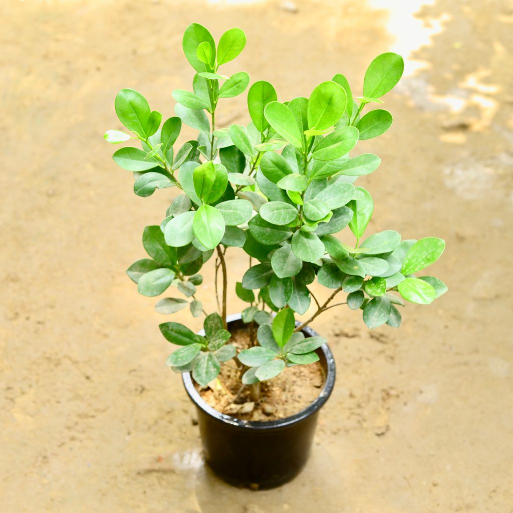 Ficus Long Island (~ 1.5 Ft) in 8 Inch Nursery Pot