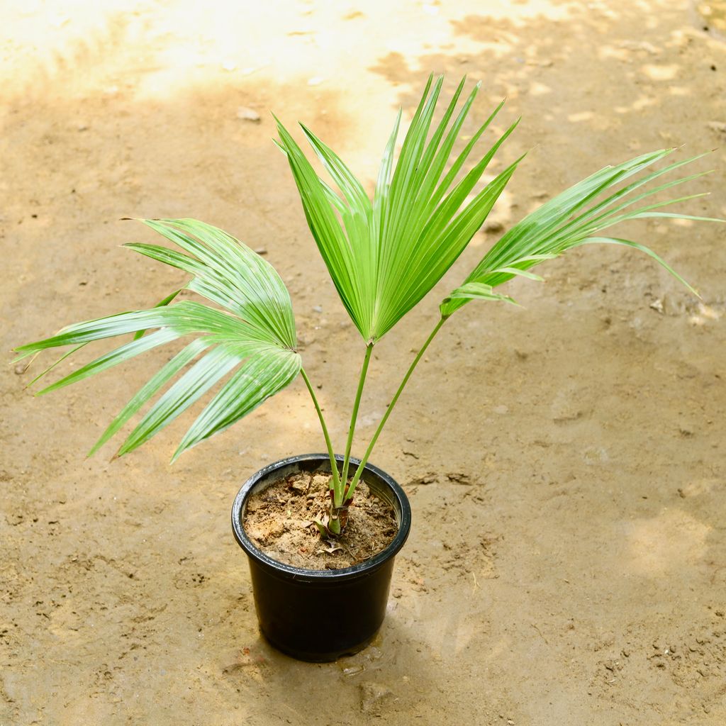 China Palm / Fan Palm (~ 1.5 Ft) in 8 Inch Nursery Pot