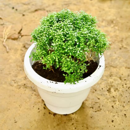 Buy Table Kamni in 8 Inch White Classy Plastic Pot Online | Urvann.com
