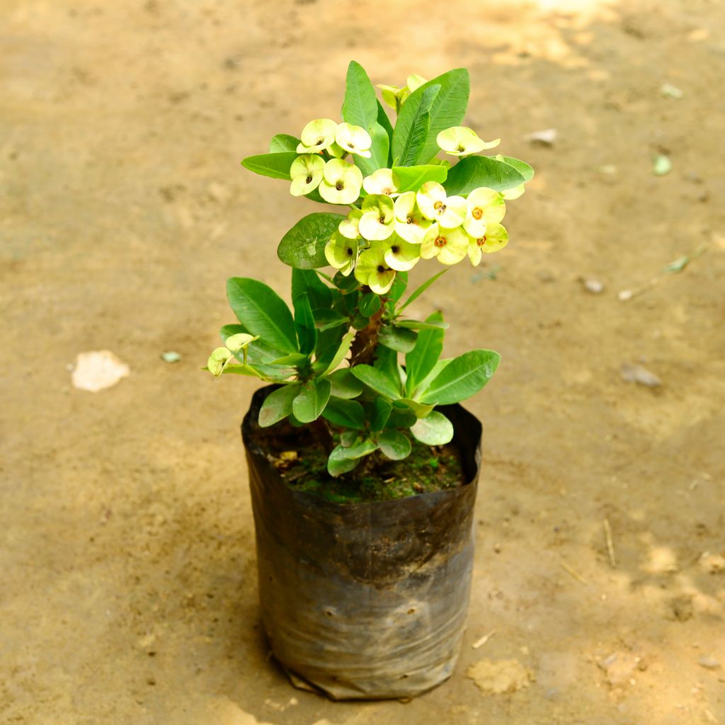 Euphorbia Mili Yellow (~ 1.5 Ft) in 10 Inch Nursery Bag