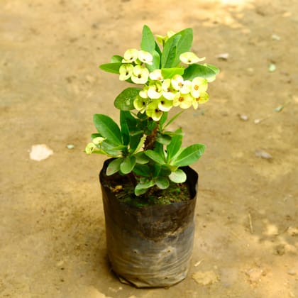 Buy Euphorbia Mili Yellow (~ 1.5 Ft) in 10 Inch Nursery Bag Online | Urvann.com