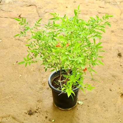 Buy Tecoma Red in 10 Inch Nursery Pot Online | Urvann.com