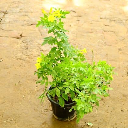 Buy Tecoma Yellow in 10 Inch Nursery Pot Online | Urvann.com