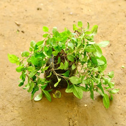 Buy Alternanthera Green in 4 Inch Nursery Bag Online | Urvann.com