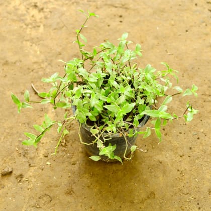 Buy Turtle Vine in 6 Inch Nursery Pot Online | Urvann.com