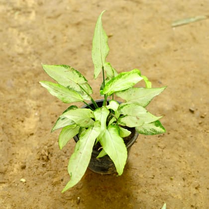 Buy Syngonium Green in 4 Inch Nursery Pot Online | Urvann.com