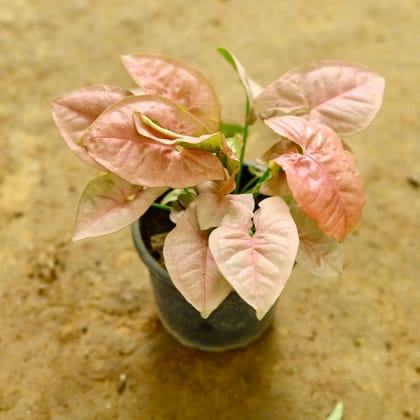 Buy Syngonium Pink in 4 Inch Nursery Pot Online | Urvann.com