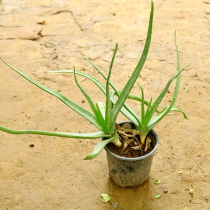 Buy Aloe Vera in 6 Inch nursery pot Online | Urvann.com
