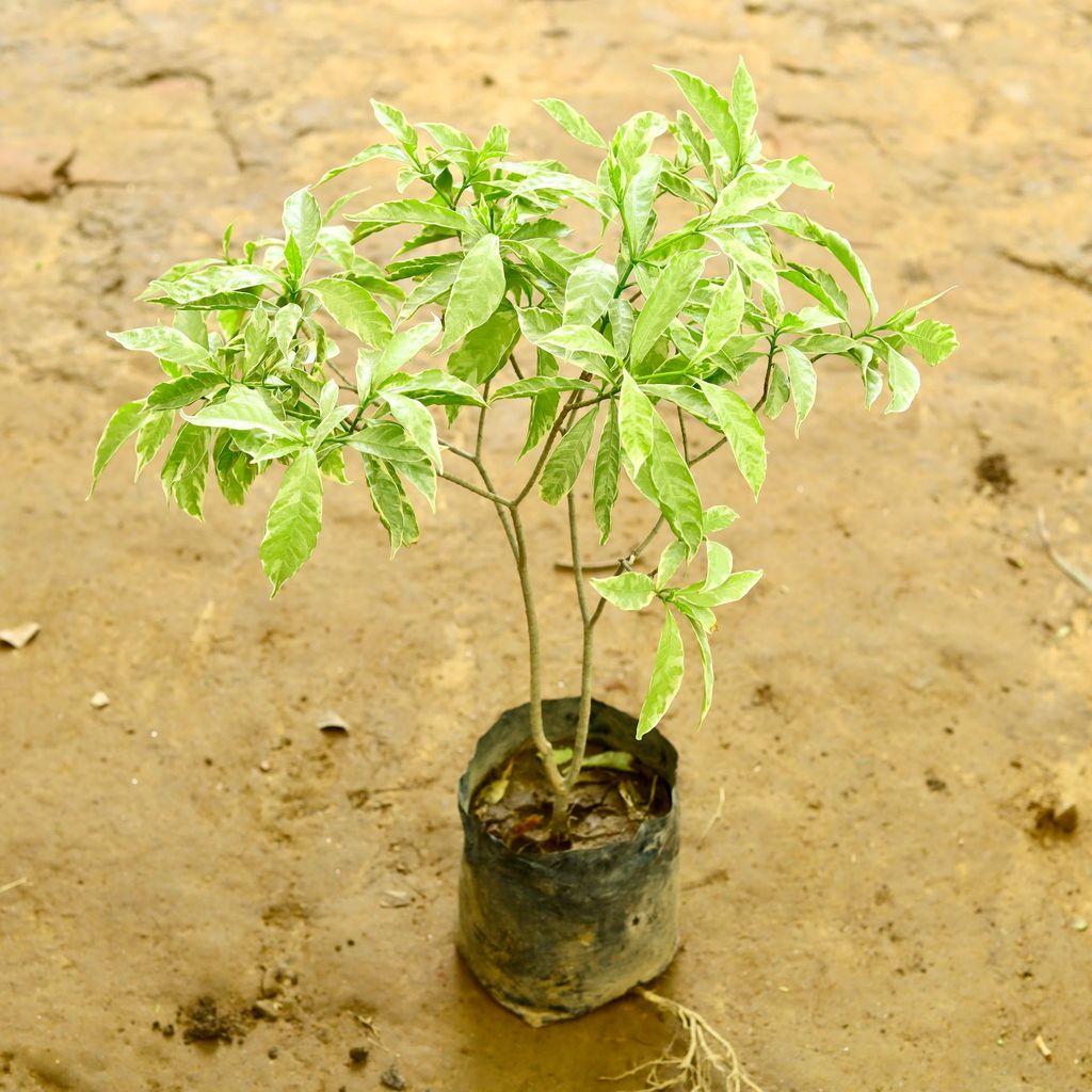 Chandni Variegated in 6 Inch Nursery Bag